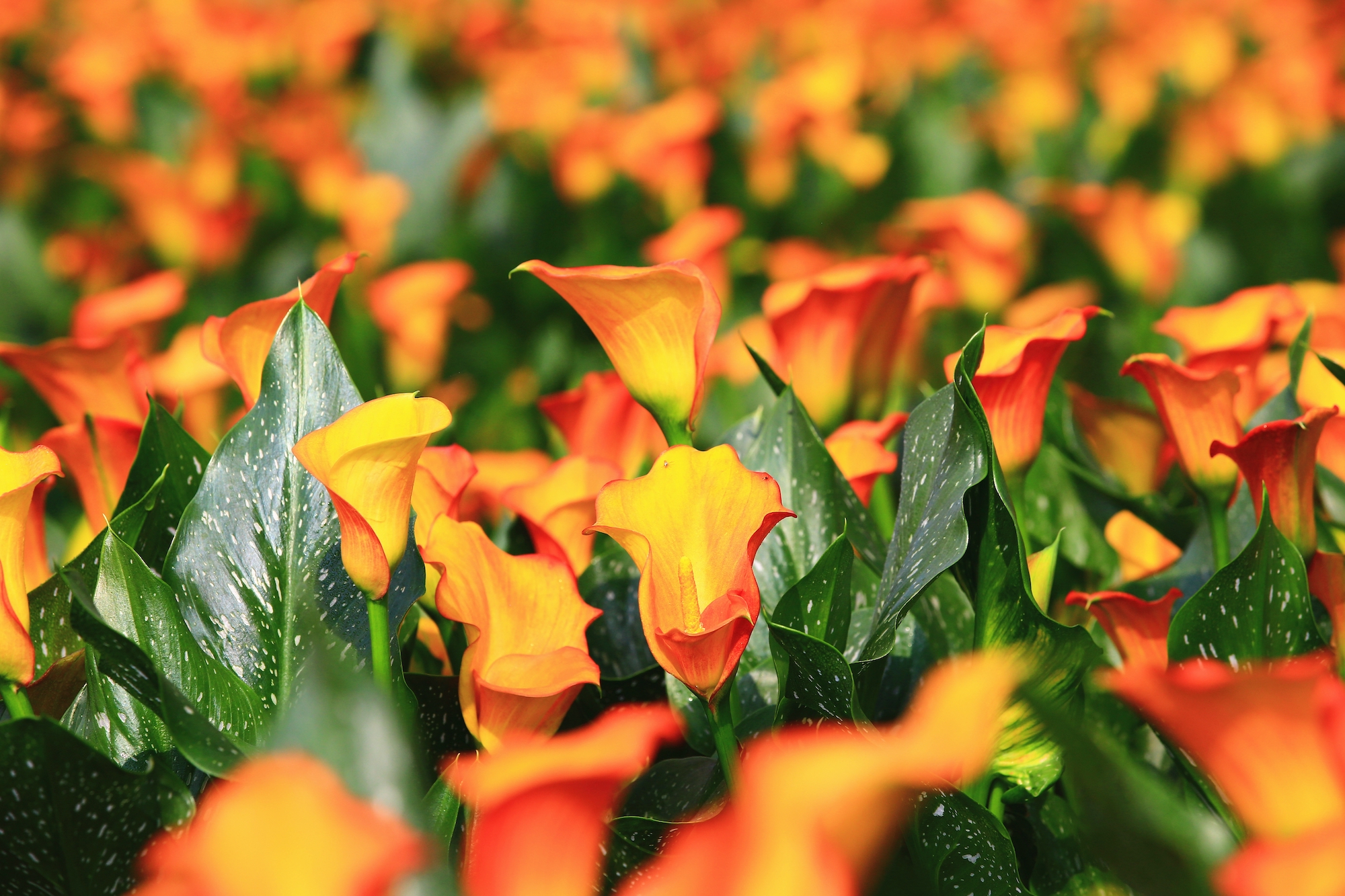 Close-up of a swatch of orange Calla Lilies in full bloom